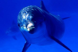 Дельфін шпигун у службі ізраїлю Дельфін шпигун у службі ізраїлю